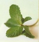 Concombre à la menthe